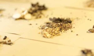 张掖哪里有中医师承培训？