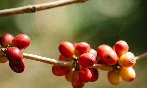 梧州哪里有中医师承培训？