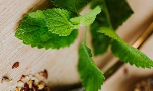 商洛哪里有中医师承培训？