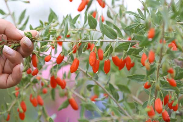 日照中医专长医师资格证报考条件和时间