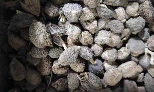 山西中医专长医师资格证报考条件和时间