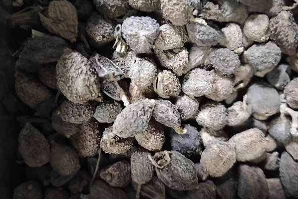 山西中医专长医师资格证报考条件和时间