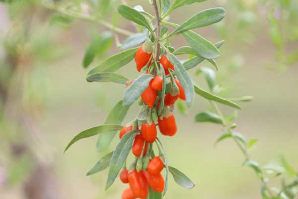 德州中医专长医师资格证报考条件和时间