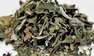 株洲中医专长医师资格证报考条件和时间