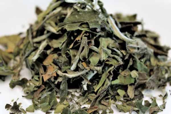 株洲中医专长医师资格证报考条件和时间