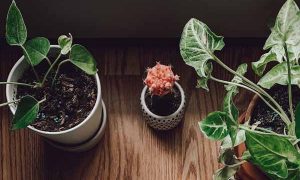 上海考研培训辅导班排名推荐