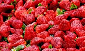 什么是公共营养师