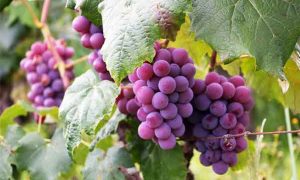 营养师和公共营养师的区别